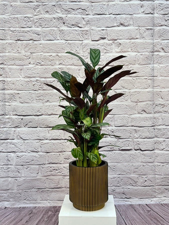 Calathea Roseopicta(Calathea rose painted) | 40 - 50 cm - Acacia Garden Center