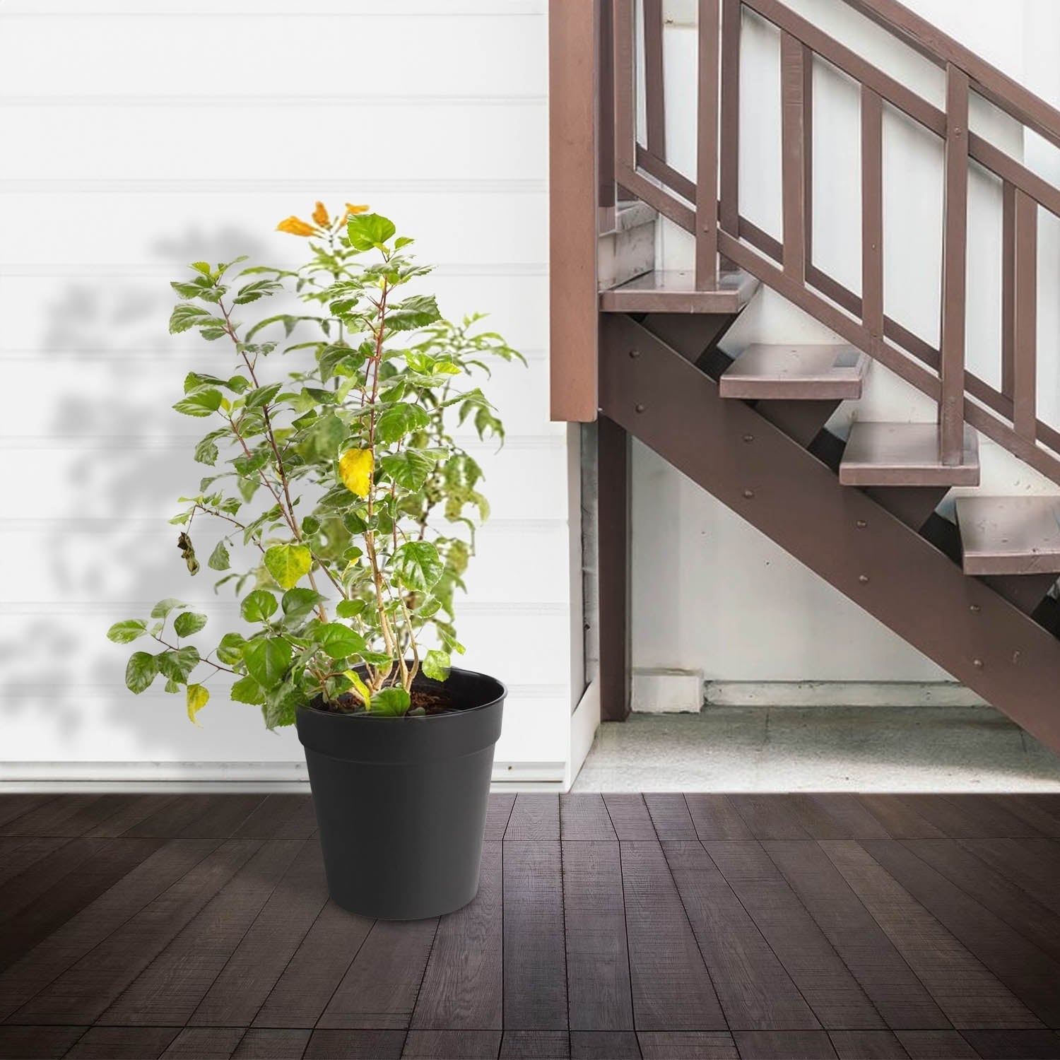 Cape Honeysuckle (Tecomaria capensis) | 80–90 cm - Acacia Garden Center