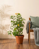 Cape Honeysuckle (Tecomaria capensis) | 80–90 cm - Acacia Garden Center