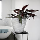 Capi Europe Nature Vase Taper Round Rib KDGR/KOFZ 42x38cm - Acacia Garden Center