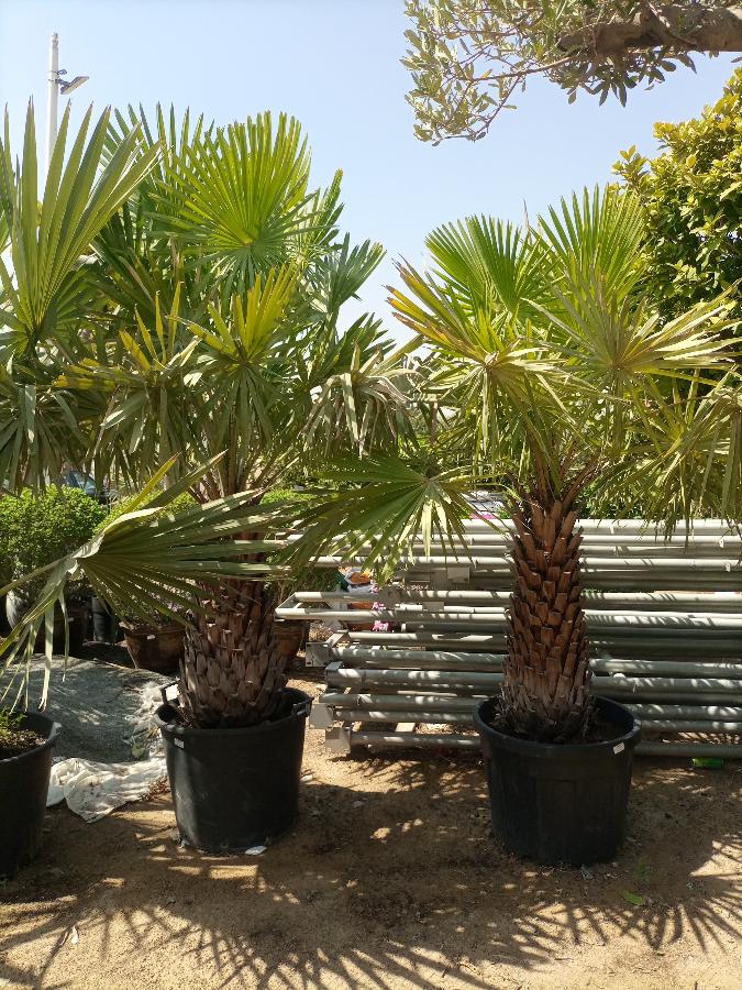 Caranday Palm (Copernicia alba) | 1.0 m Clear Trunk - Acacia Garden Center