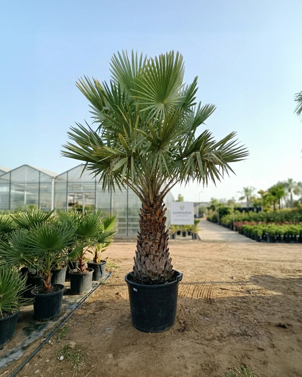 Caranday Palm (Copernicia alba) | 1.0 m Clear Trunk - Acacia Garden Center