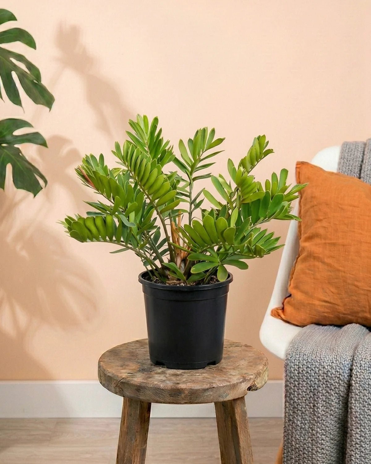 Cardboard Palm (Zamia furfuracea) | 50–60 cm - Acacia Garden Center