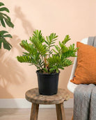 Cardboard Palm (Zamia furfuracea) | 50–60 cm - Acacia Garden Center
