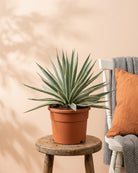 Caribbean Agave (Agave angustifolia) | 40–50 cm - Acacia Garden Center