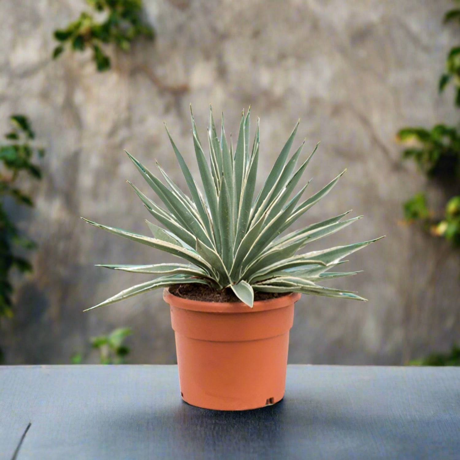 Caribbean Agave (Agave angustifolia) | 40 - 50cm - Acacia Garden Center