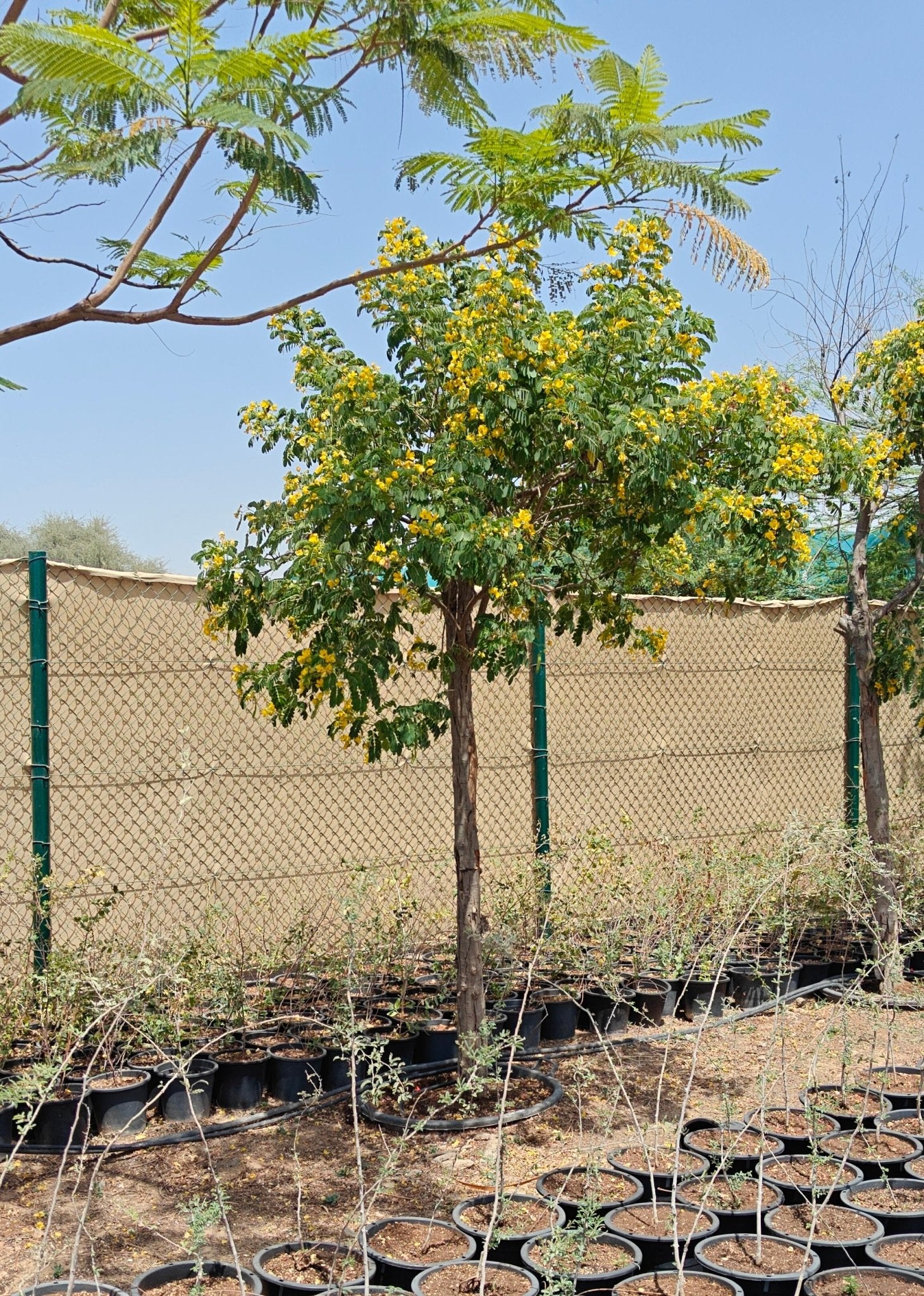 Cassia Surattensis (Senna surattensis) | 2.5 - 3.0 m - Acacia Garden Center