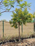 Cassia Surattensis (Senna surattensis) | 2.5 - 3.0 m - Acacia Garden Center