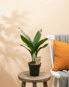 Cast Iron Plant (Aspidistra elatior) | Floor Plant, 40–50 cm - Acacia Garden Center