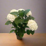 Indoor Hydrangea Macrophylla Schneeball White, Type 1A, 1.5LP