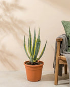 Century Plant (Agave americana ‘Variegata’) | 40–50 cm - Acacia Garden Center