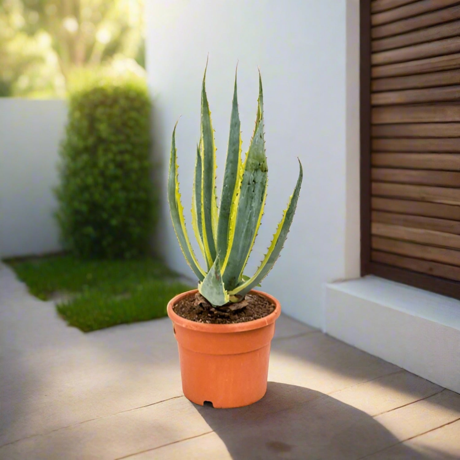 Century Plant (Agave americana 'Variegata') | 40 - 50cm - Acacia Garden Center