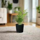 Chamaedorea (Parlour palm) | 20 - 30 cm - Acacia Garden Center