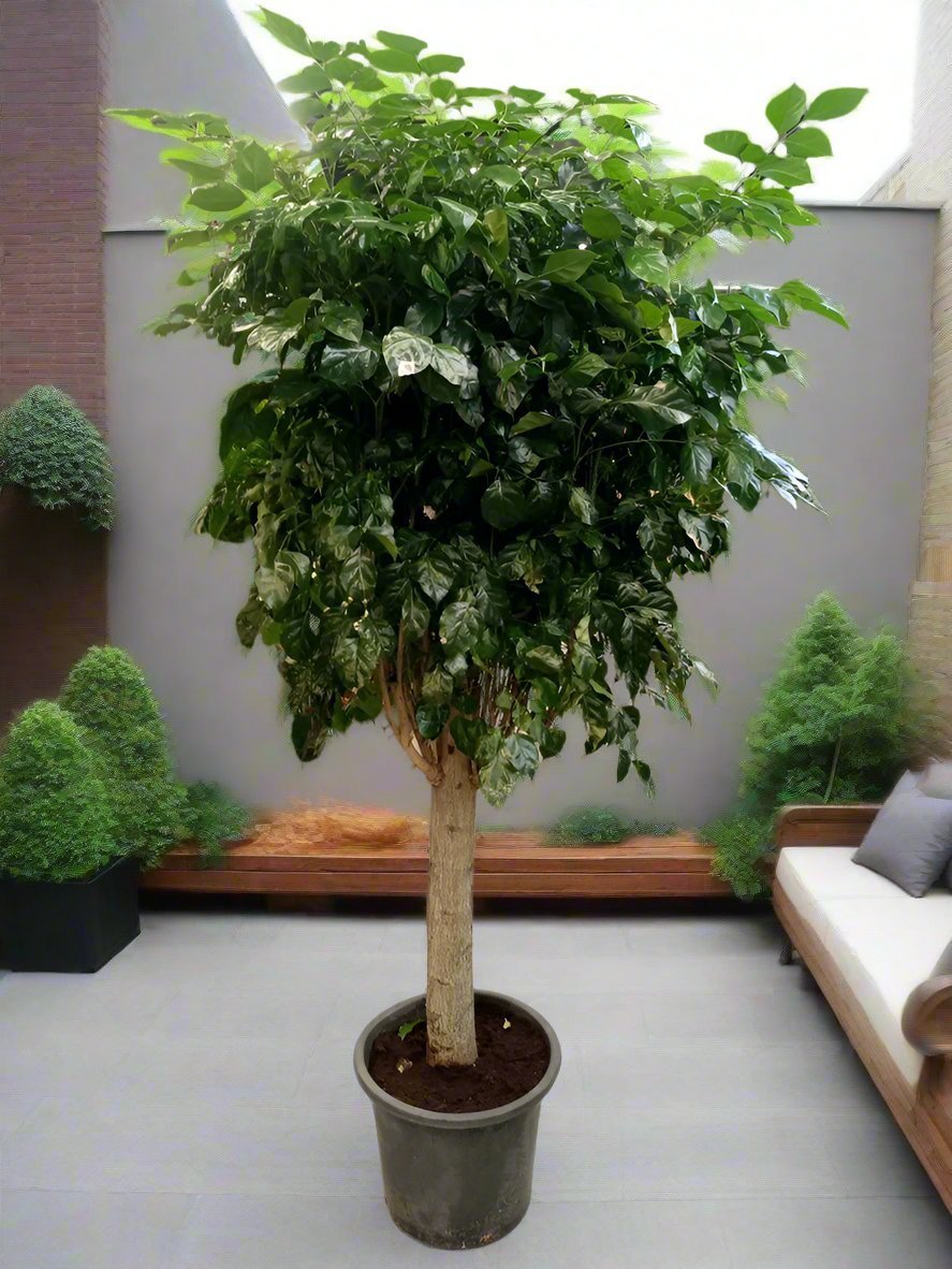 China Doll – Established (Radermachera sinica) | Premium Floor Plant, 1.0–1.5 m - Acacia Garden Center