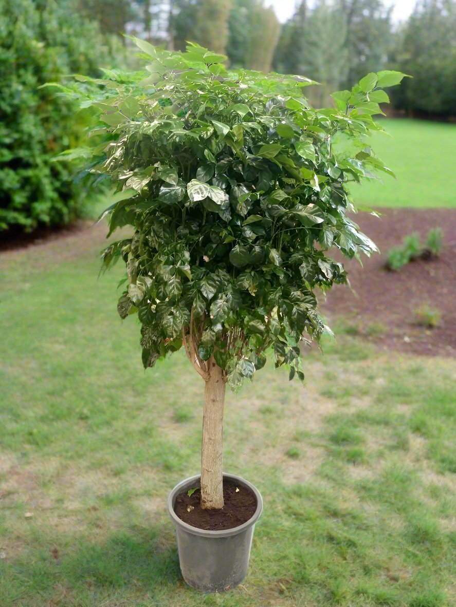 China Doll – Established (Radermachera sinica) | Premium Floor Plant, 1.0–1.5 m - Acacia Garden Center