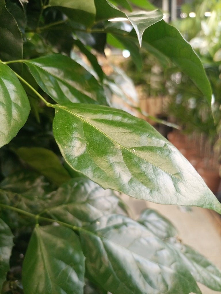 China Doll – Established (Radermachera sinica) | Premium Floor Plant, 1.0–1.5 m - Acacia Garden Center