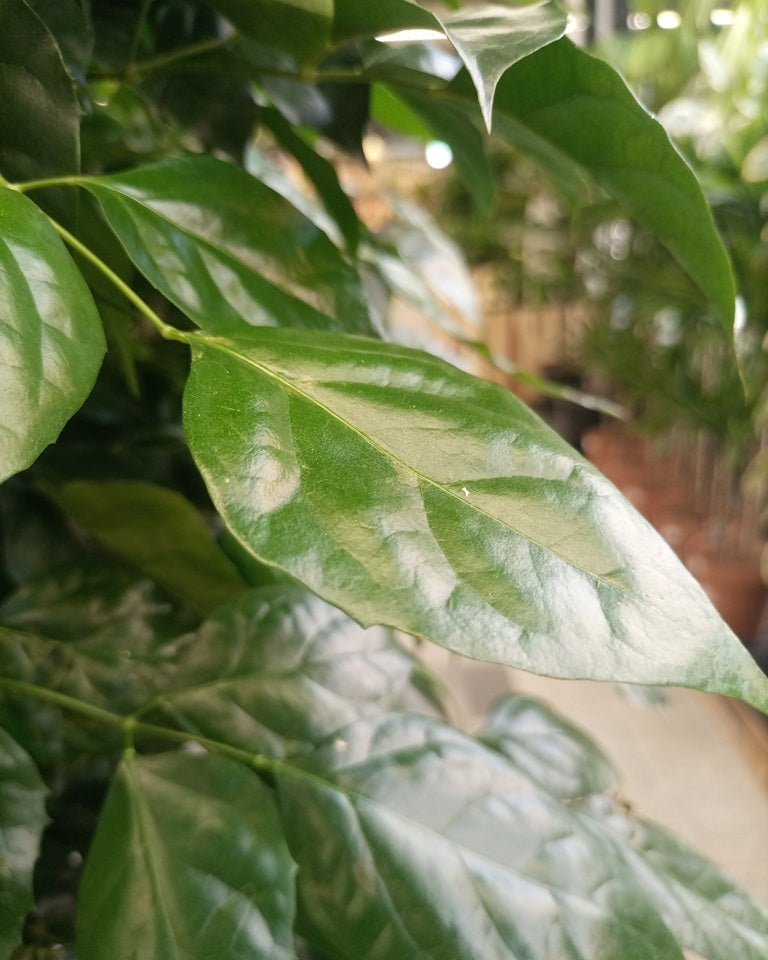 China Doll – Established (Radermachera sinica) | Premium Floor Plant, 1.0–1.5 m - Acacia Garden Center