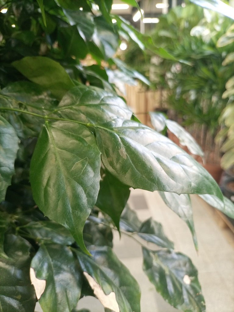 China Doll – Established (Radermachera sinica) | Premium Floor Plant, 1.0–1.5 m - Acacia Garden Center