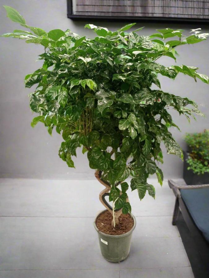China Doll (Radermachera hainanensis) | Floor Plant, 1.3–1.5 m - Acacia Garden Center
