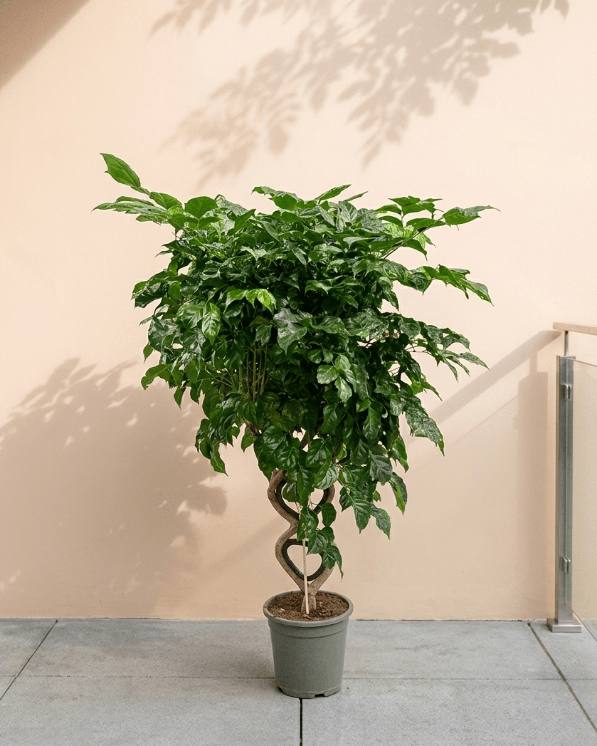 China Doll (Radermachera hainanensis) | Floor Plant, 1.3–1.5 m - Acacia Garden Center