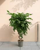 China Doll (Radermachera hainanensis) | Floor Plant, 1.3–1.5 m - Acacia Garden Center
