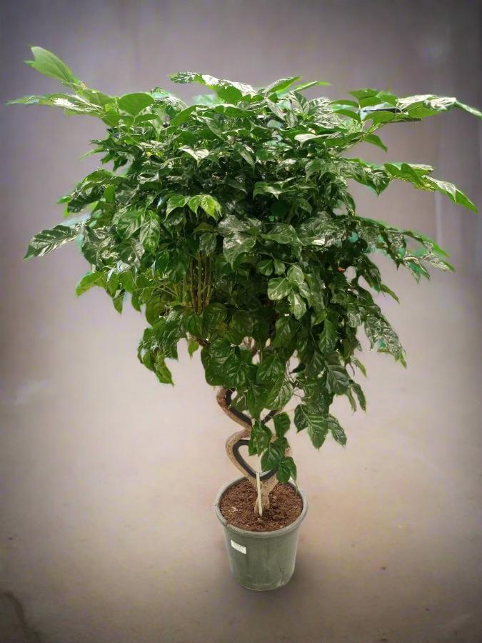 China Doll (Radermachera hainanensis) | Floor Plant, 1.3–1.5 m - Acacia Garden Center