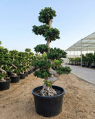 Chinese Banyan (Ficus microcarpa) | 1.5–2.0 m - Acacia Garden Center