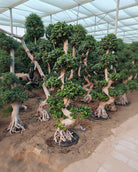 Chinese Banyan (Ficus microcarpa) | 1.5–2.0 m - Acacia Garden Center
