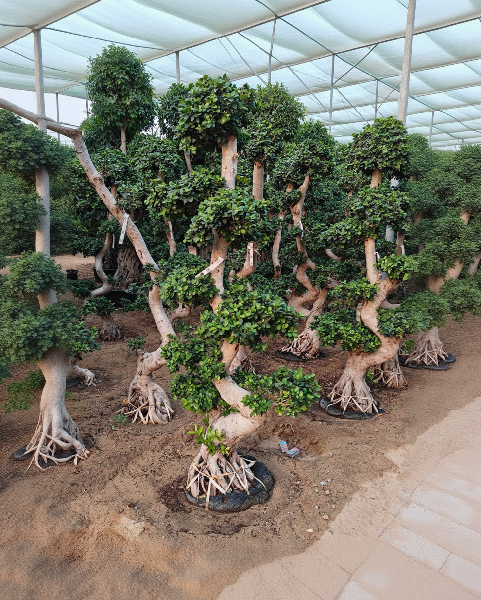 Chinese Banyan (Ficus microcarpa) | 1.5–2.0 m - Acacia Garden Center