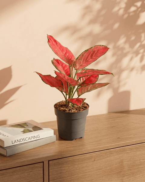 aglaonema commutatum & 39 Buy Aglaonema Commutatum (Chinese evergreen) 40 - 60cm