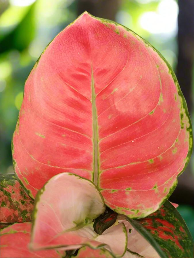 Chinese Evergreen (Aglaonema commutatum) | 25–30 cm - Acacia Garden Center