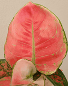 Chinese Evergreen (Aglaonema commutatum) | 25–30 cm - Acacia Garden Center