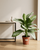 Chinese Evergreen 'Cleopatra' (Aglaonema rotundum) | 40–50 cm - Acacia Garden Center
