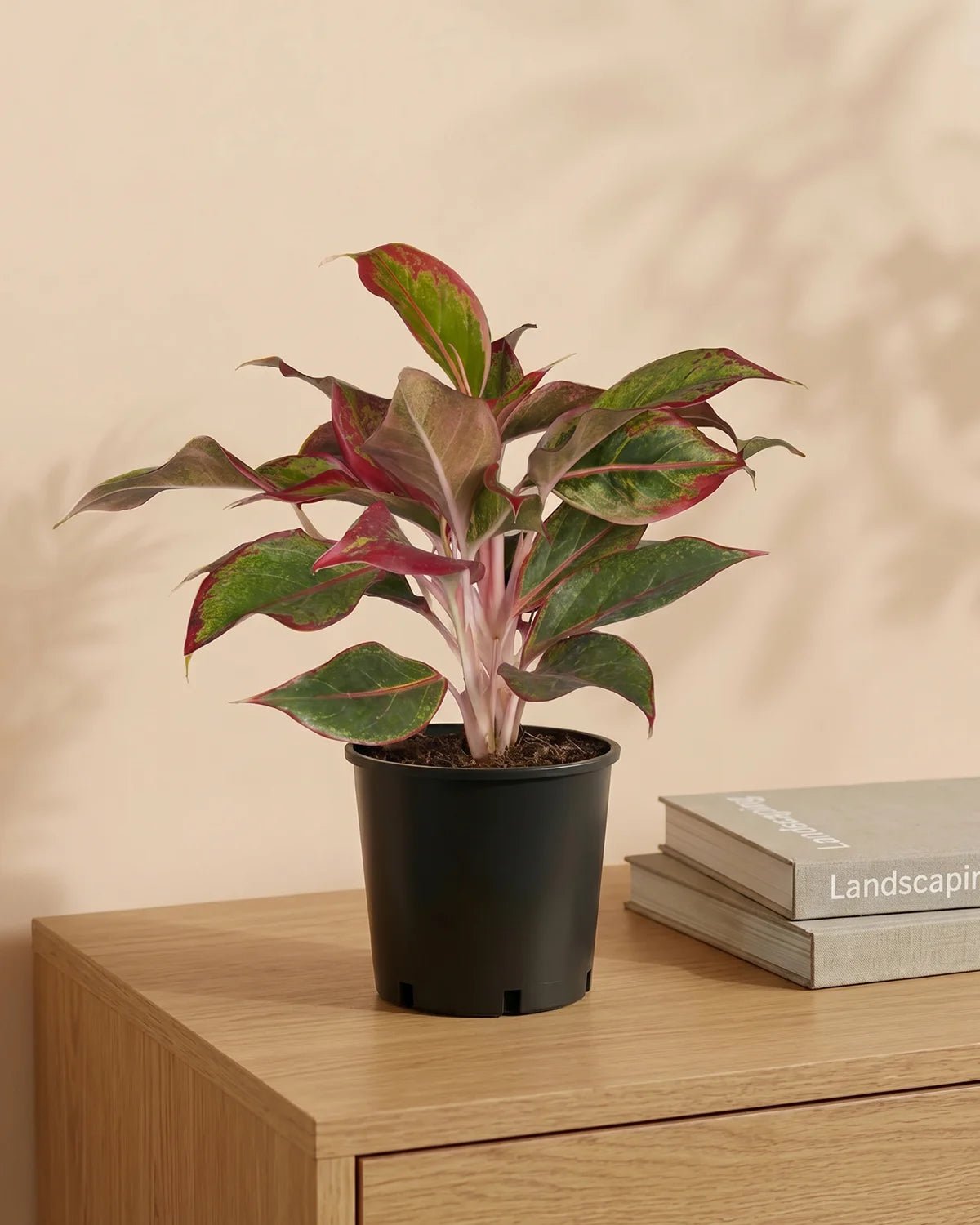 Chinese Evergreen 'Red' (Aglaonema Siam Aurora) | 20–30 cm - Acacia Garden Center