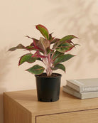 Chinese Evergreen 'Red' (Aglaonema Siam Aurora) | 20–30 cm - Acacia Garden Center