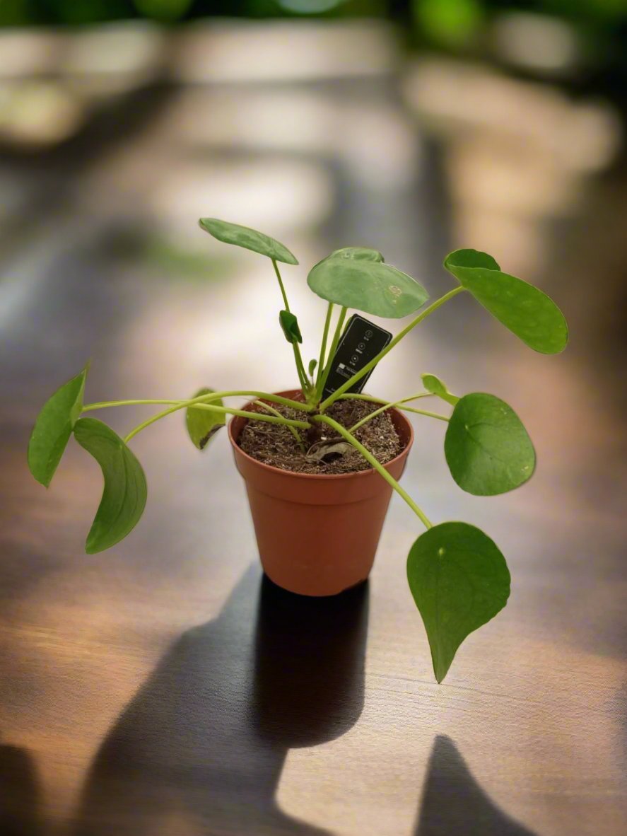 Chinese Money Plant (Pilea Peperomioides) | 15 - 20cm - Acacia Garden Center