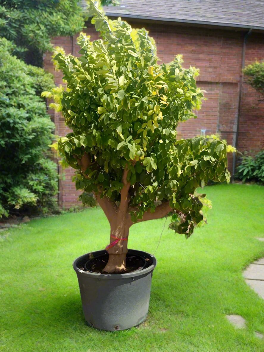Citrus Lemon Tree | 2.0 - 2.5 m | 60 - 70 cm Girth - Acacia Garden Center