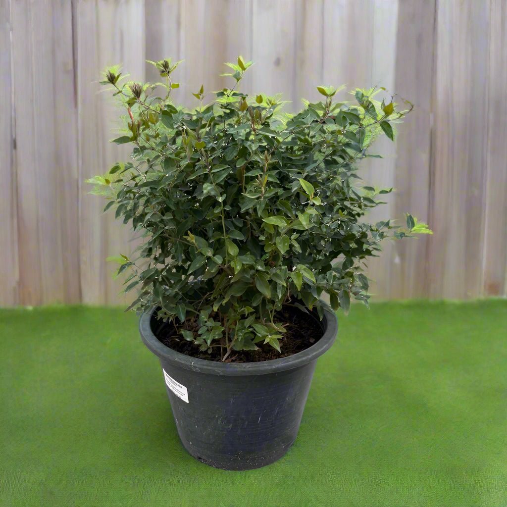 Climber Jasminum Nitidium | 30 - 40cm - Acacia Garden Center