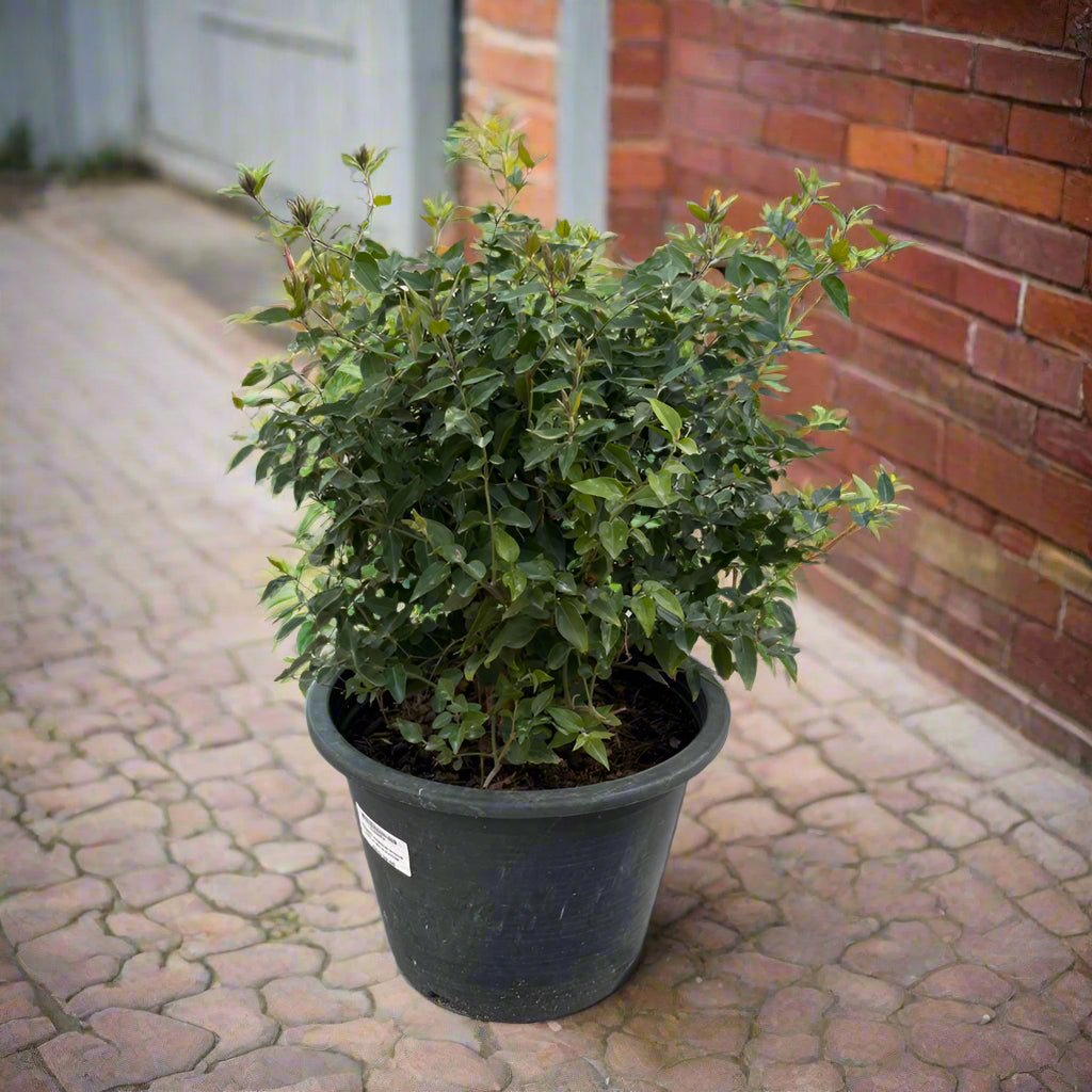 Climber Jasminum Nitidium | 30 - 40cm - Acacia Garden Center