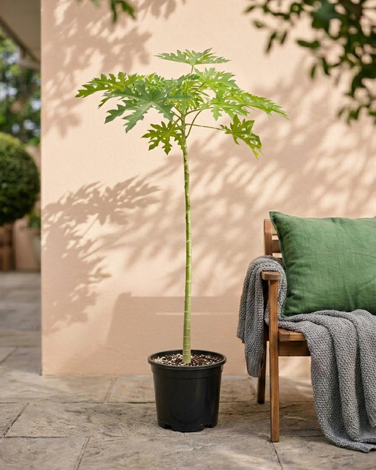 Coconut Palm (Cocos nucifera) | Type E4 Single Trunk, 1.8–2.0 m - Acacia Garden Center