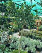 Common Fig Tree (Ficus carica) | Type 1A Standard, 1.2–1.5 m - Acacia Garden Center