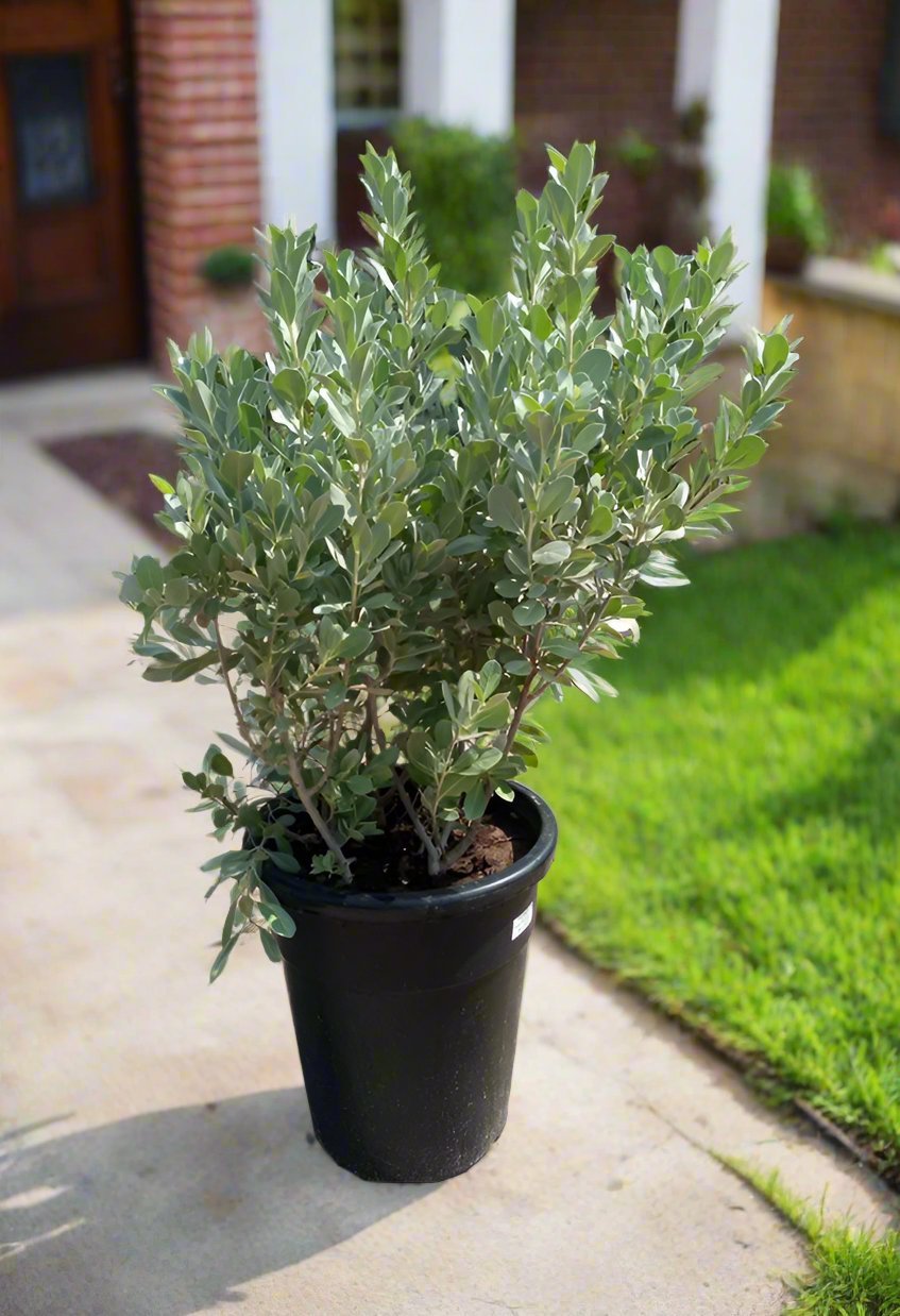 Conocarpus Sericeus (Silver Buttonwood) | 40 - 50 cm - Acacia Garden Center