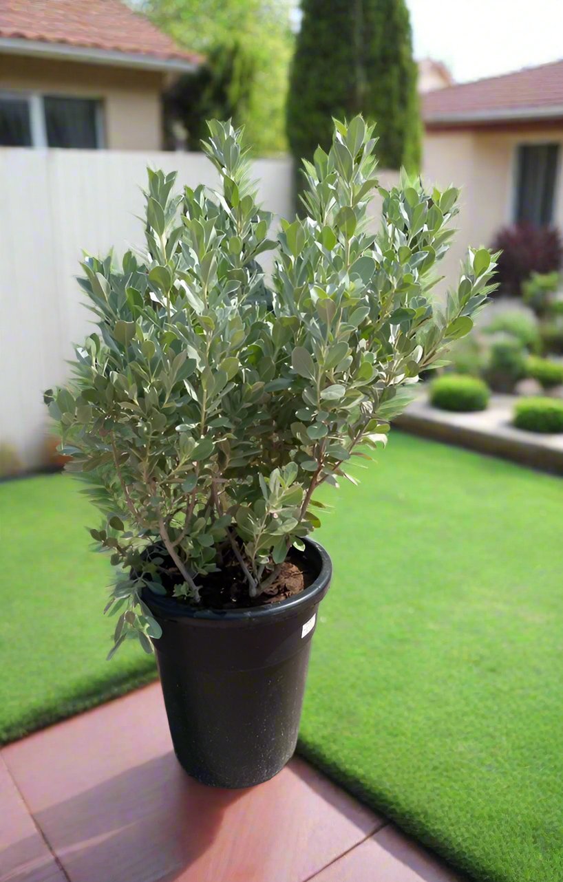Conocarpus Sericeus (Silver Buttonwood) | 40 - 50 cm - Acacia Garden Center