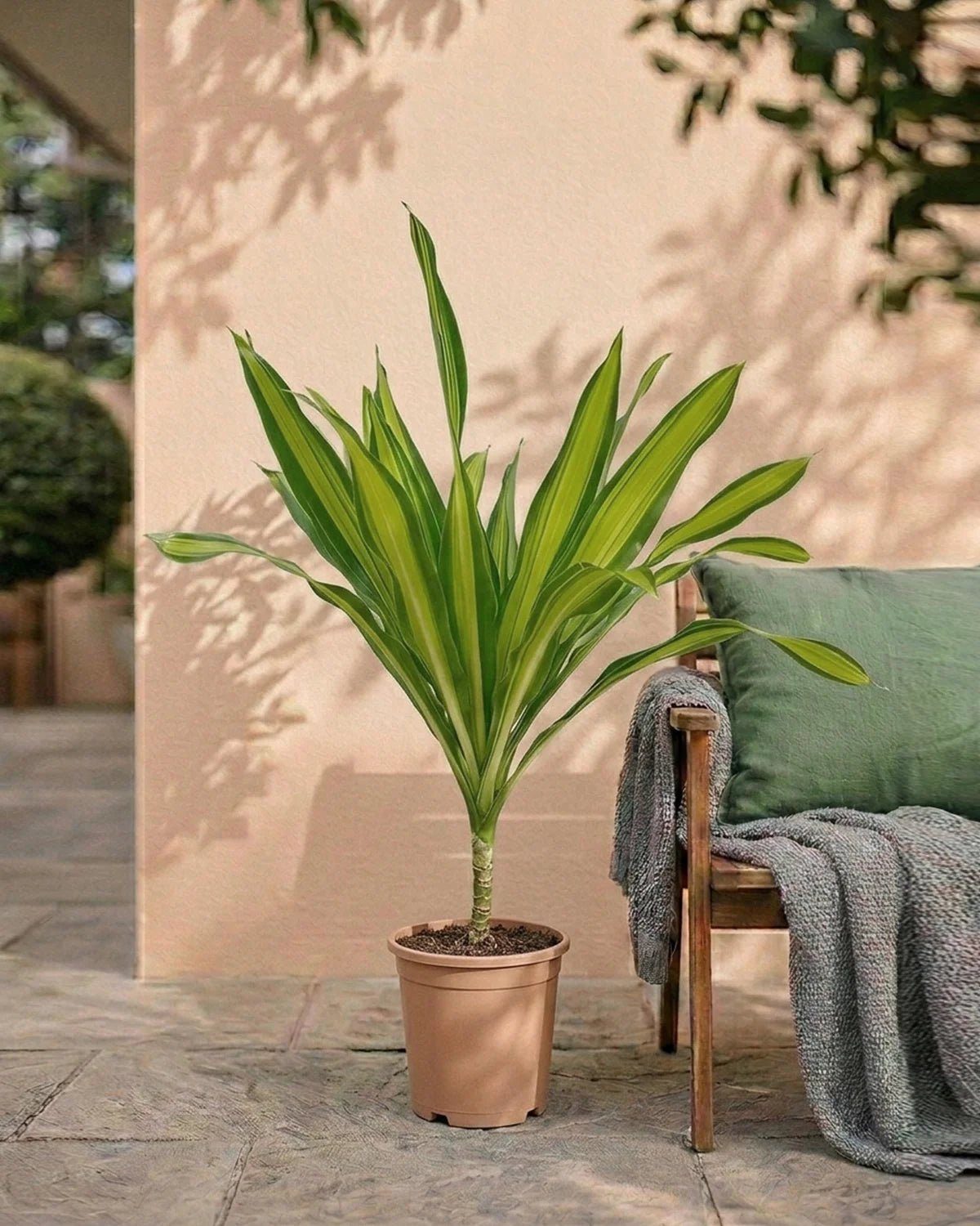 Corn Plant (Dracaena massangeana) | 60–70 cm - Acacia Garden Center