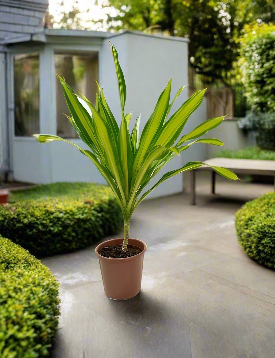 Corn Plant (Dracaena massangeana) | 60–70 cm - Acacia Garden Center