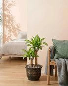 Corn Plant (Dracaena massangeana) | Multi - Stem - Acacia Garden Center