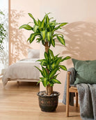 Corn Plant (Dracaena massangeana) | Multi - Stem - Acacia Garden Center