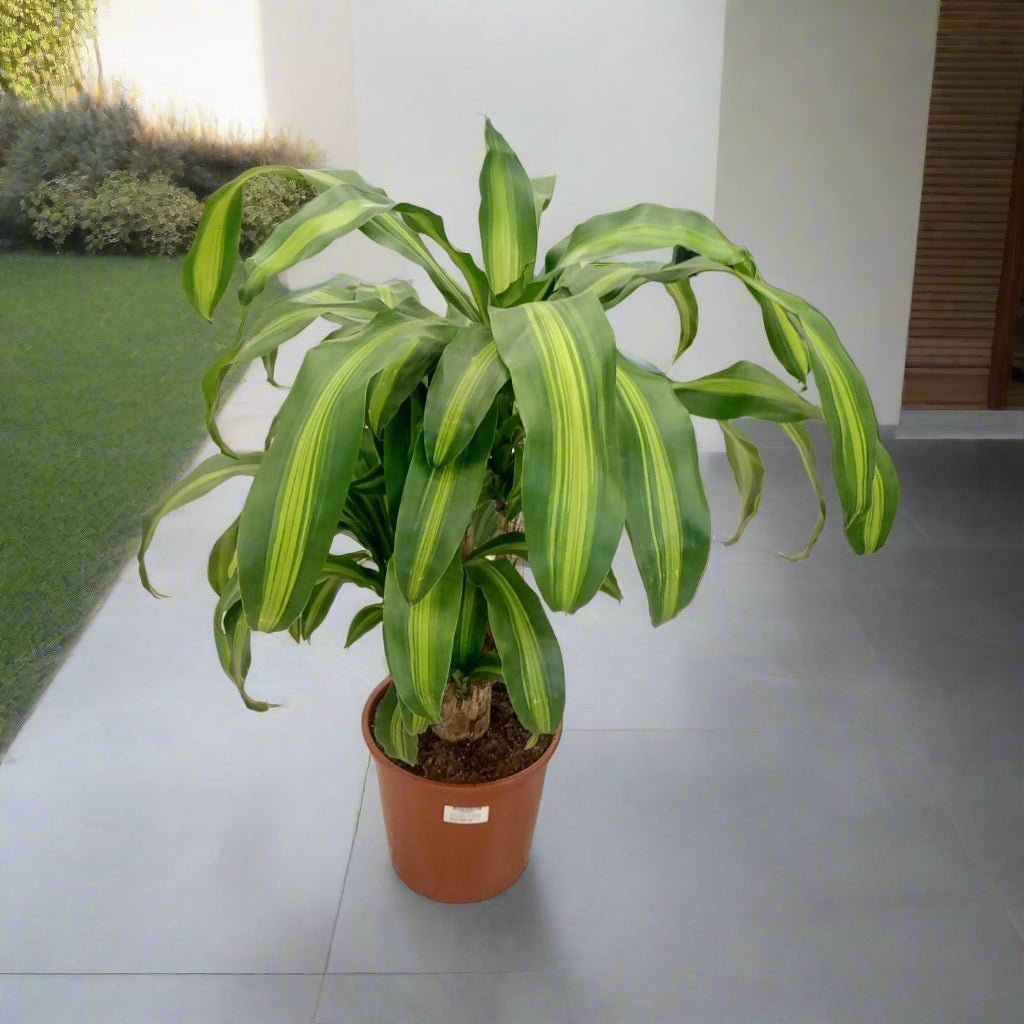 Corn Plant (Dracaena Massangeana) | Potted, 70–80 cm - Acacia Garden Center