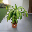 Corn Plant (Dracaena Massangeana) | Potted, 70–80 cm - Acacia Garden Center