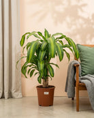 Corn Plant (Dracaena Massangeana) | Potted, 70–80 cm - Acacia Garden Center